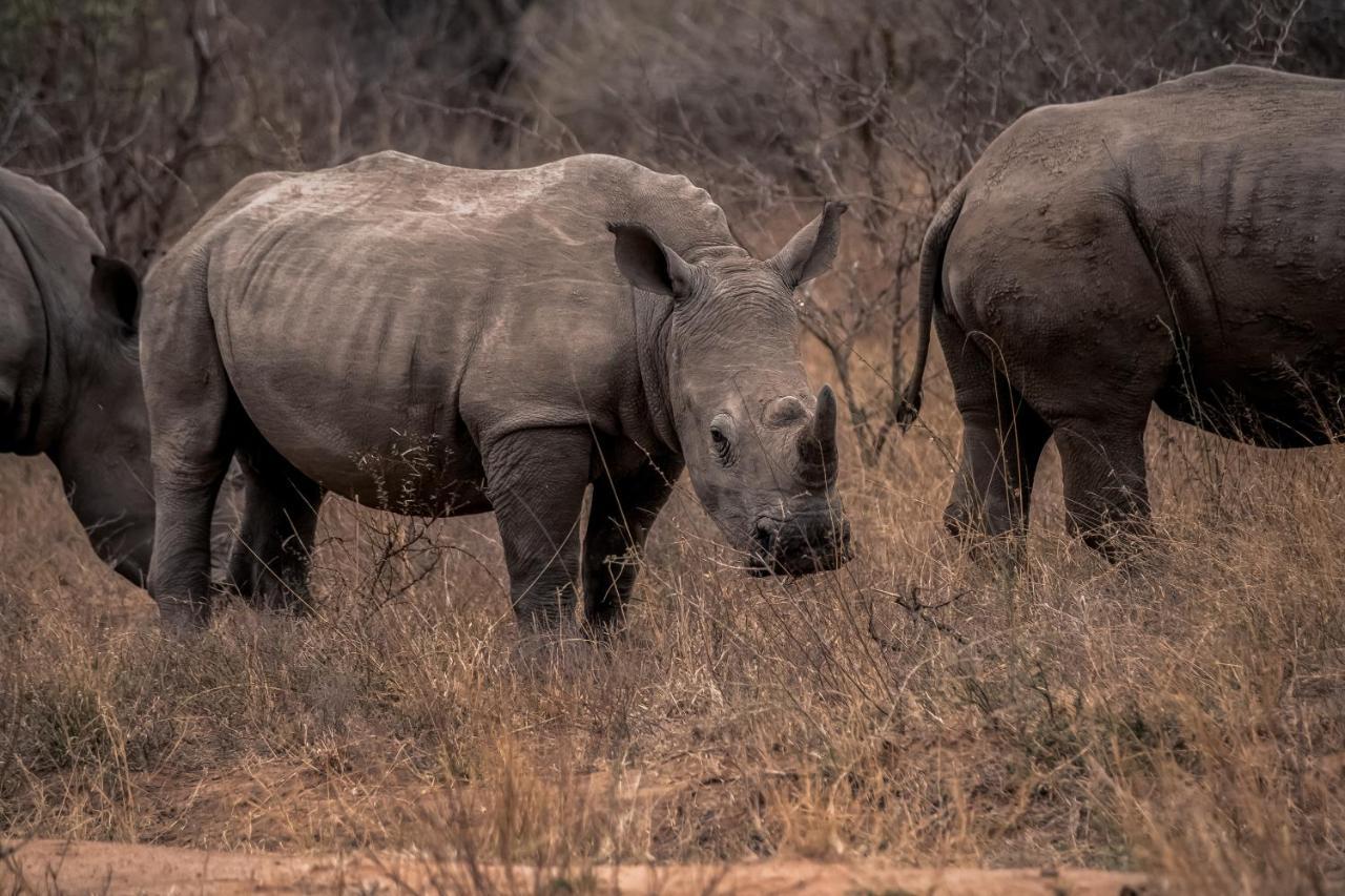 Tshukudu Game Lodge フッドスプルイト エクステリア 写真