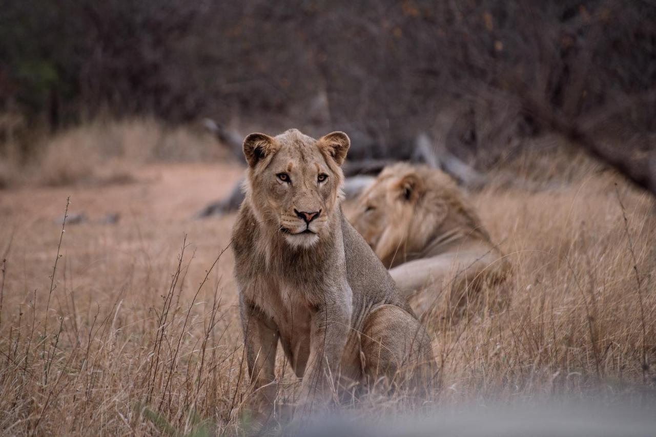 Tshukudu Game Lodge フッドスプルイト エクステリア 写真